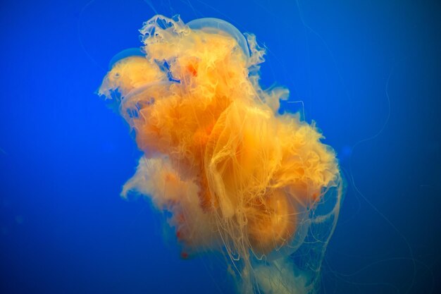 Close-up of jellyfish in sea