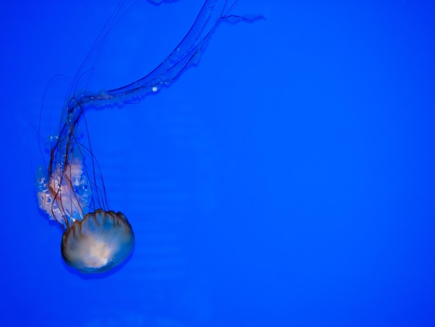 Foto prossimo piano di meduse in mare