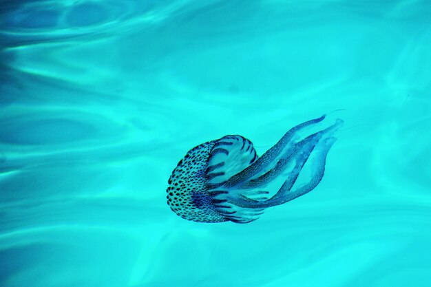 Close-up of jellyfish in the sea