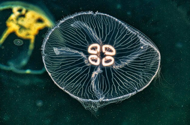 Photo close-up of jellyfish in sea