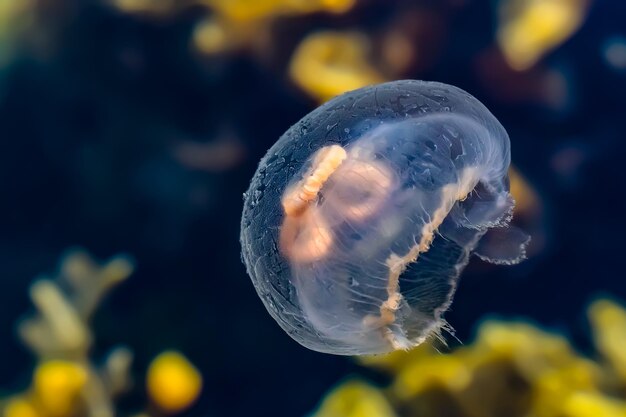Близкий план медуз в море