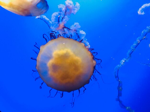 Close-up of jellyfish in sea