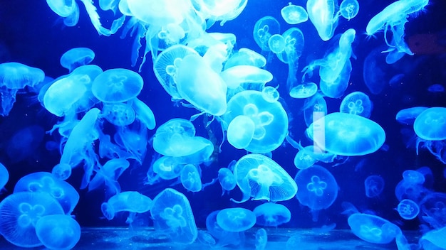 Photo close-up of jellyfish in sea