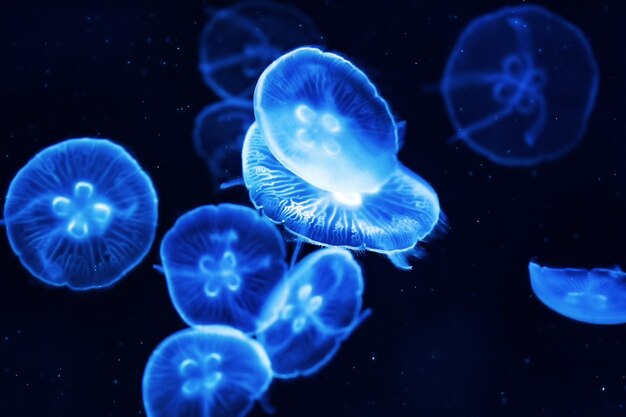 Foto prossimo piano di meduse in mare