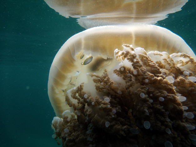 Foto prossimo piano di meduse in mare