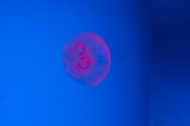 Photo close-up of jellyfish swimming in aquarium