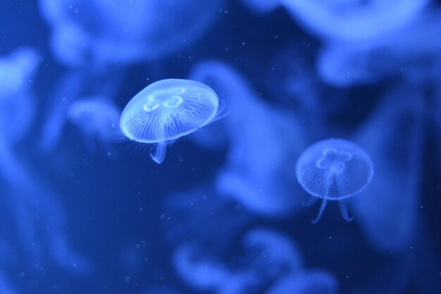 Close-up of jellyfish swimming in aquarium