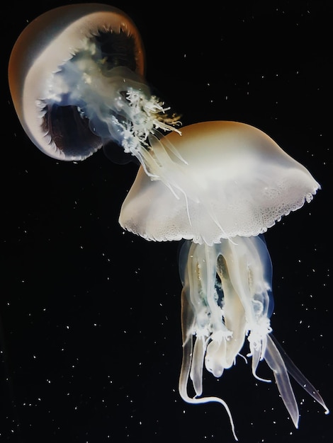 Foto prossimo piano di meduse che nuotano in acquario