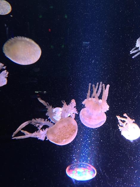 Foto prossimo piano di meduse che nuotano in acquario