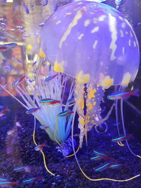 Foto prossimo piano di meduse che nuotano in acquario