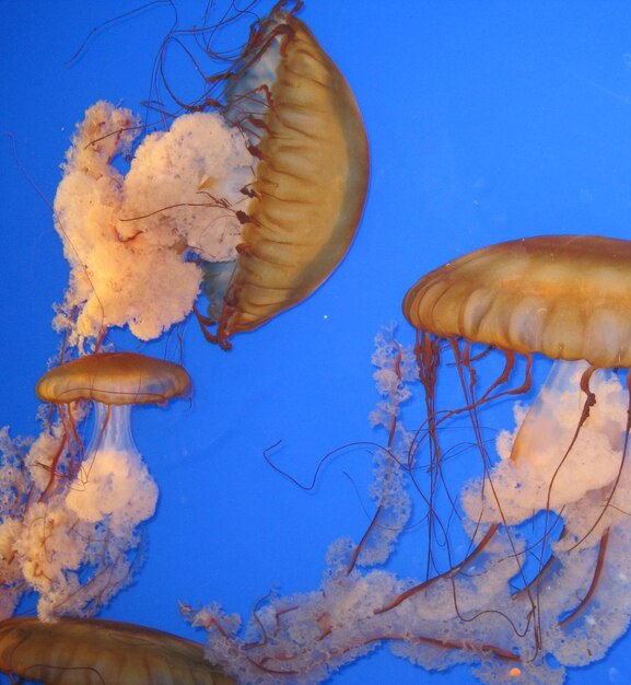 Close-up of jellyfish swimming in aquarium