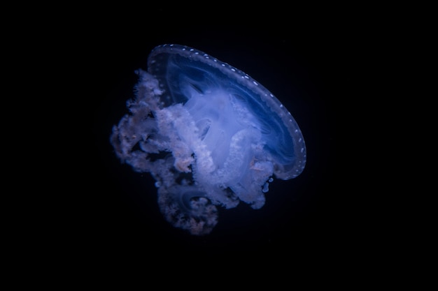 アクアリウムで泳ぐ水母のクローズアップ
