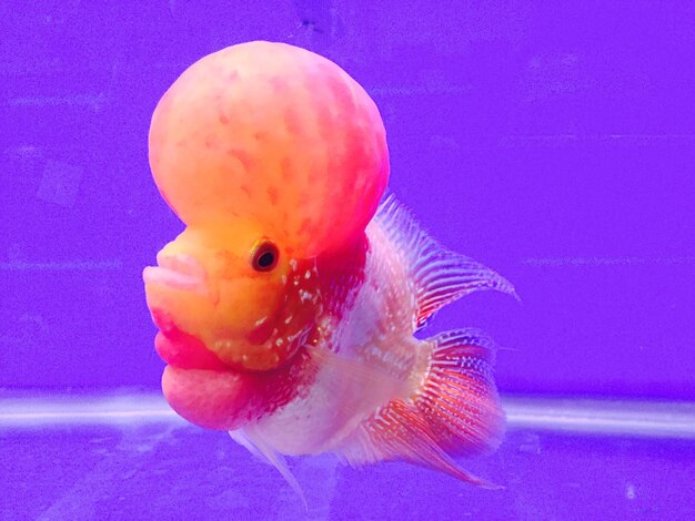 Close-up of jellyfish swimming in aquarium