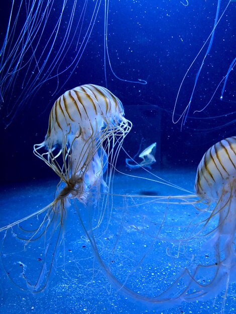 Foto prossimo piano di meduse che nuotano in acquario