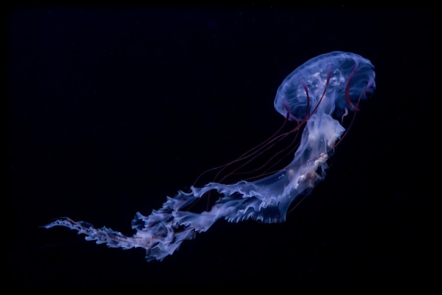 アクアリウムで泳ぐ水母のクローズアップ
