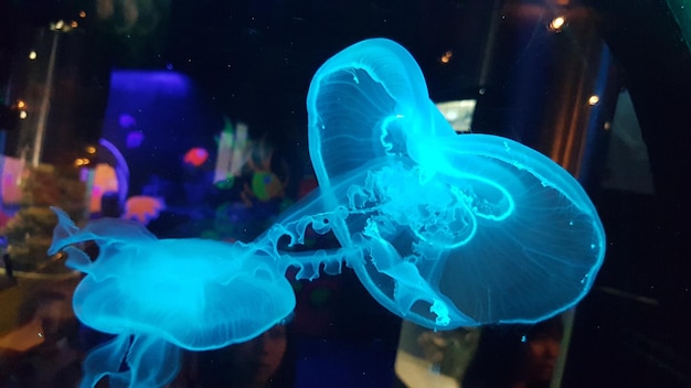 Foto prossimo piano di meduse che nuotano in acquario