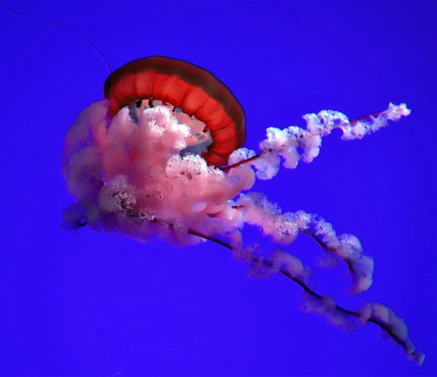 Close-up of jellyfish swimming in blue sea