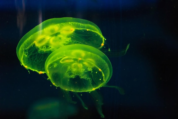 Foto prossimo piano di meduse che nuotano in mare