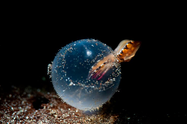 Photo close-up of jellyfish swimming in sea