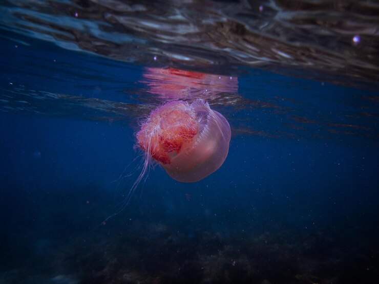 Photo close-up of jellyfish swimming in sea