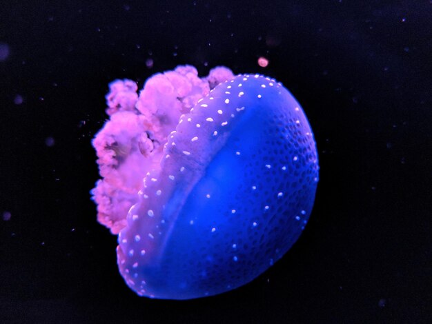 Close-up of jellyfish swimming in sea