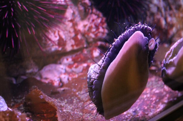 Close-up of jellyfish swimming in sea