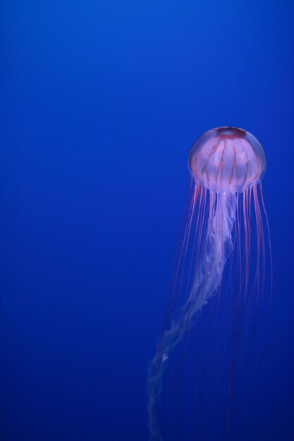 Close-up of jellyfish swimming in sea