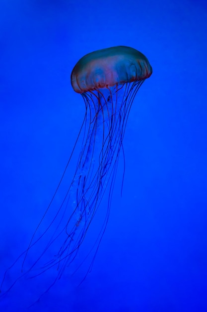 Close-up of jellyfish swimming in sea