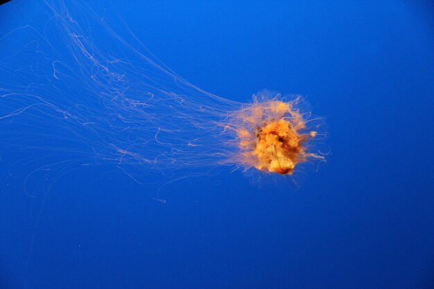 Close-up of jellyfish swimming in sea