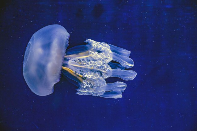 Foto prossimo piano di meduse che nuotano in mare