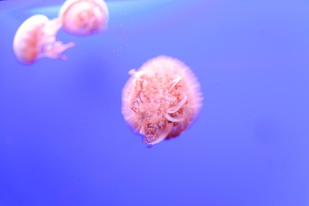 Close-up of jellyfish swimming in sea