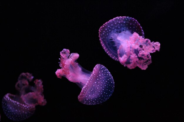 Photo close-up of jellyfish swimming in sea