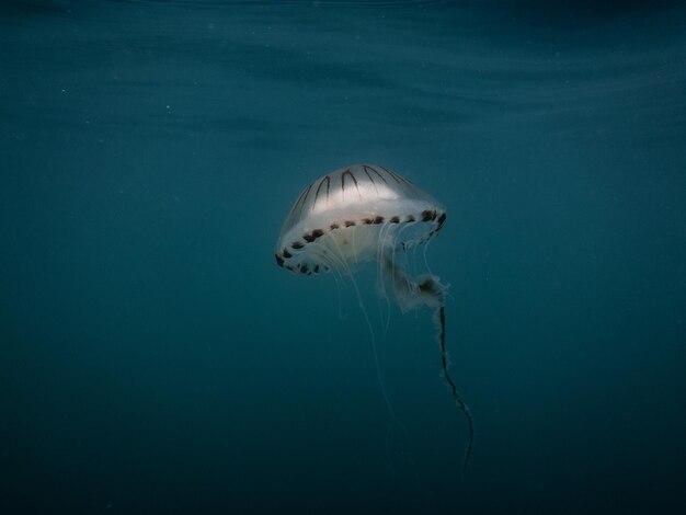 Foto prossimo piano di meduse che nuotano in mare