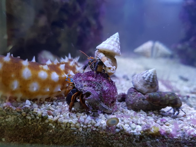 海で泳ぐ水母のクローズアップ