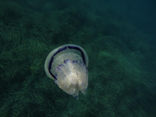 Close-up of jellyfish swimming in sea