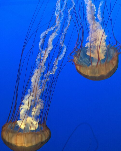 Close-up of jellyfish swimming in sea