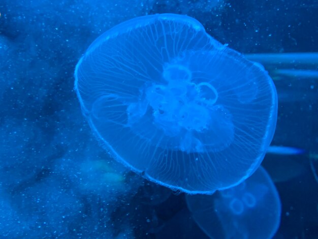 Close-up of jellyfish swimming in sea