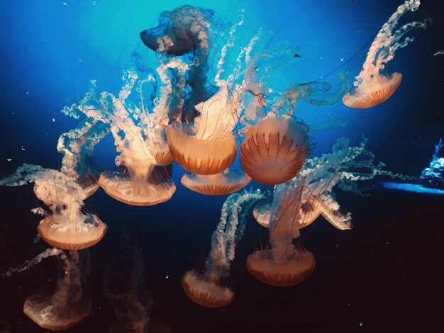 Foto prossimo piano di meduse che nuotano in mare