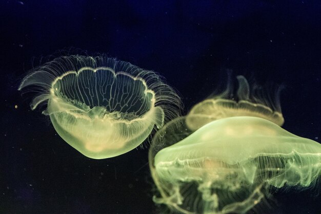 Foto prossimo piano di meduse che nuotano in mare