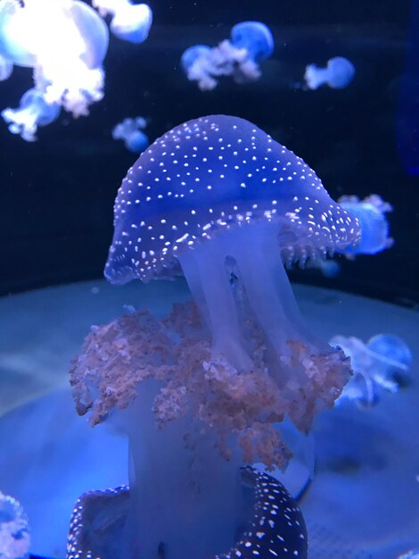 Foto prossimo piano di meduse che nuotano in mare