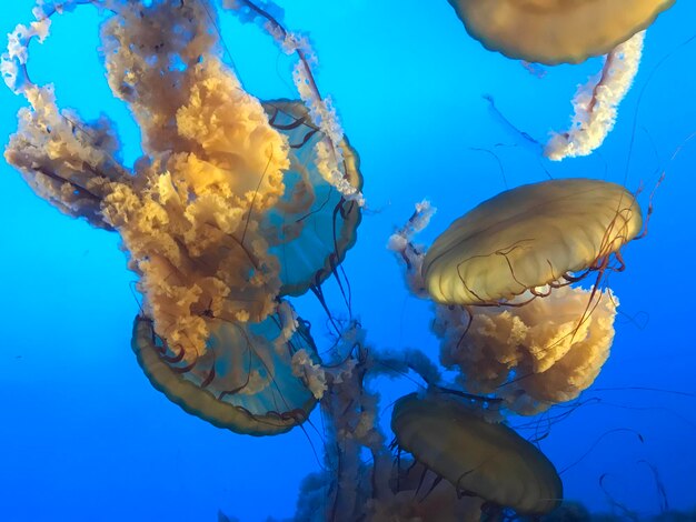 Foto prossimo piano di meduse che nuotano in mare