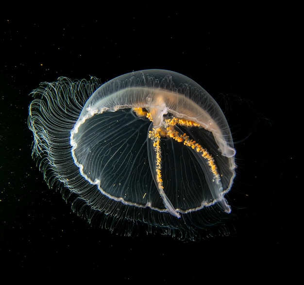 Photo close-up of jellyfish swimming in sea