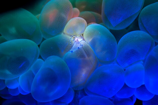 Photo close-up of jellyfish swimming in sea