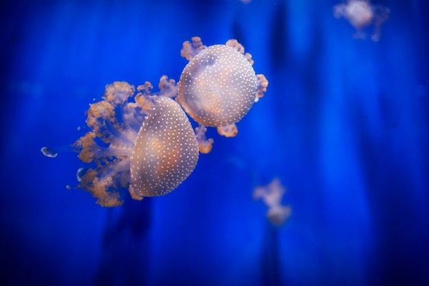 Foto prossimo piano di meduse che nuotano in mare