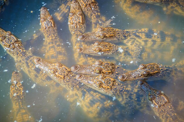 Photo close-up of jellyfish swimming in sea