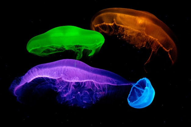 Photo close-up of jellyfish swimming in sea