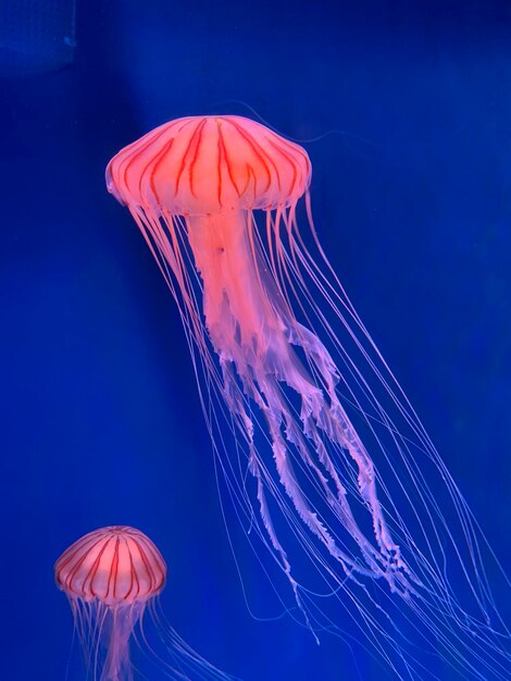 Close-up of jellyfish swimming in sea