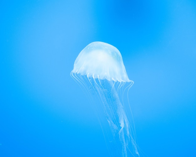 Close-up of jellyfish swimming in sea