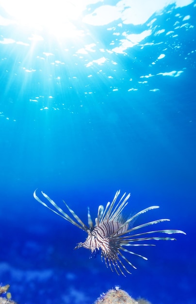 Foto prossimo piano di meduse che nuotano in mare