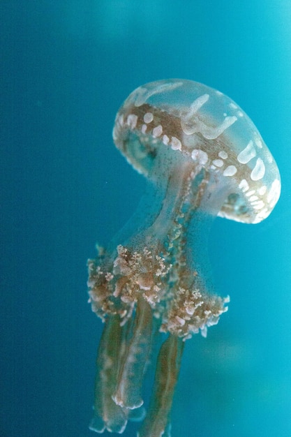 Foto prossimo piano di meduse che nuotano in mare